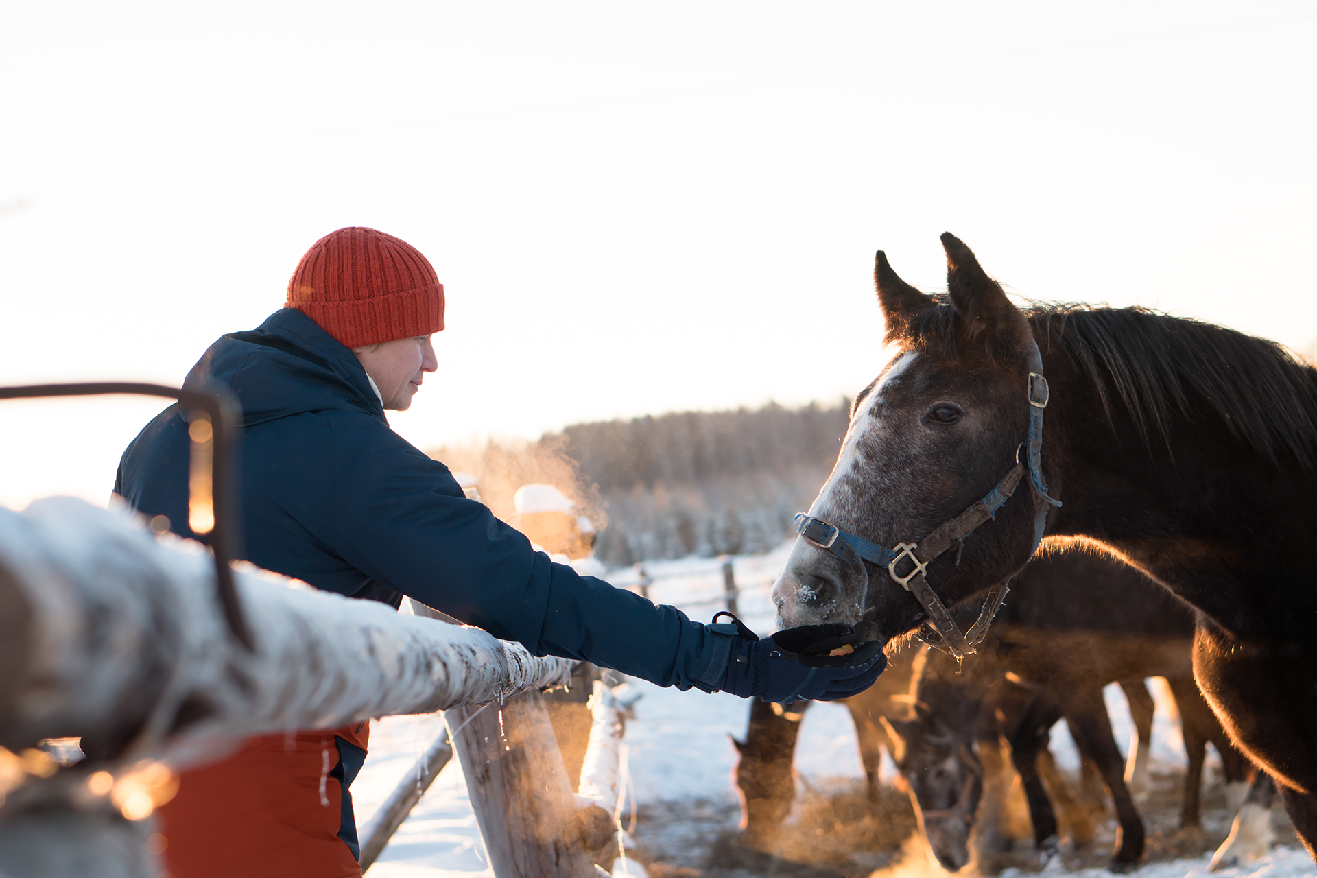 Feeding horses in a snowy field.